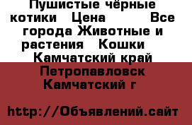 Пушистые чёрные котики › Цена ­ 100 - Все города Животные и растения » Кошки   . Камчатский край,Петропавловск-Камчатский г.